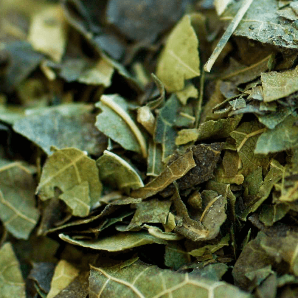 Chá Verde Nacional - UaiFlora